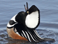 Hooded Merganser